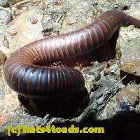/home//u458753944/public_html/sourcegallery//////////////Insects and small critters/millipedes and centipedes/P6220185.JPG